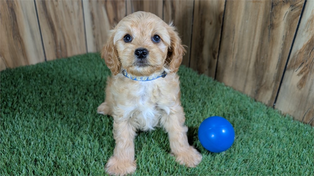 Red Cavapoo Male