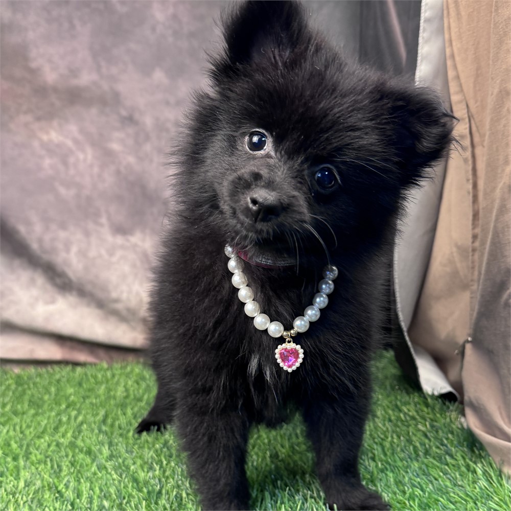Bigger black female Pomeranian