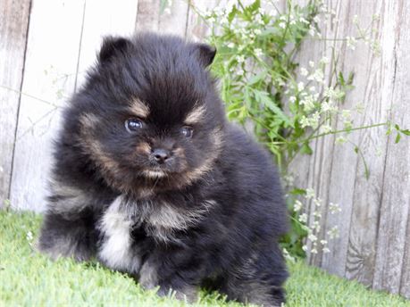 APRI VERY NICE TINY LITTLE MALE POM