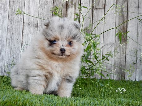 APRI VERY NICE  LITTLE MALE POM