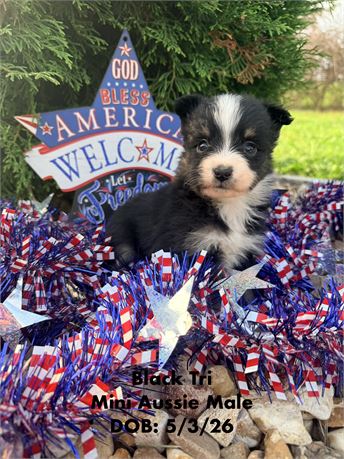Mini Aussie Male
