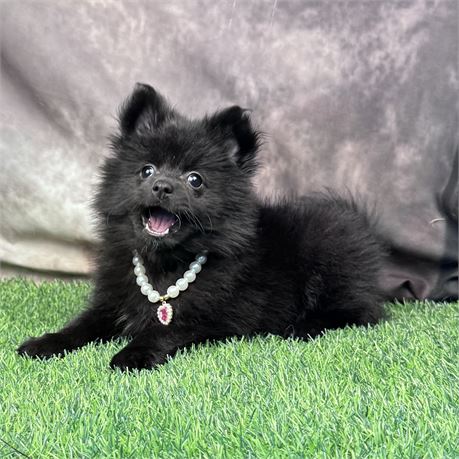 Bigger black female Pomeranian