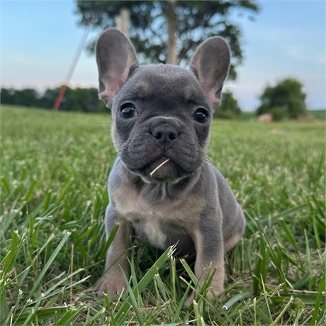 AKC French Bulldog