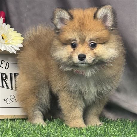 Gorgeous, heavy coated male red sable Pomeranian