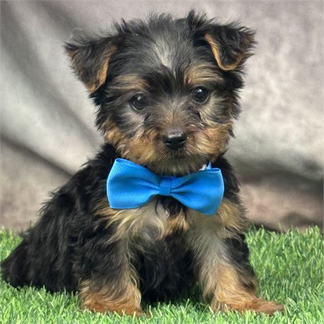 Tiny Male Yorky