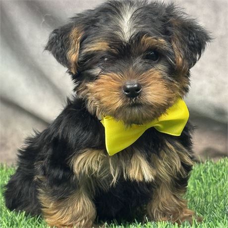 Tiny Male Yorky