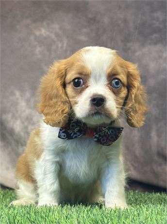Beautiful Blenheim Male Cavalier