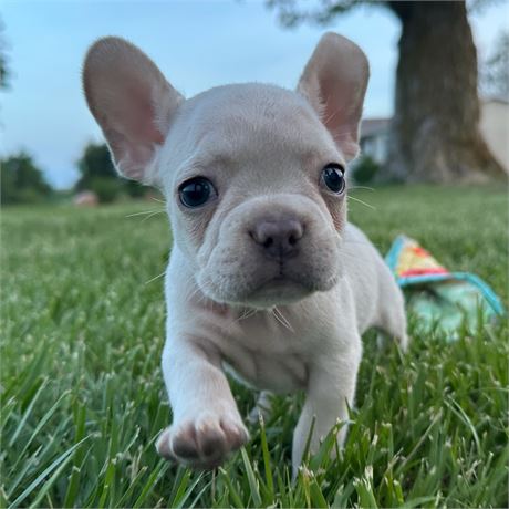 AKC French Bulldog