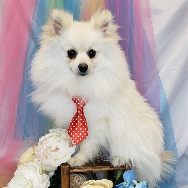 Bigger black female Pomeranian