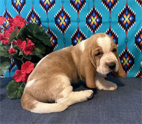 NICE AKC MALE WALLY