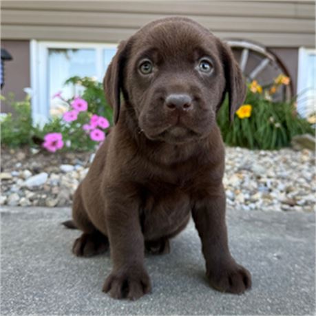 AKC English Chocolate Lab - Jasmine