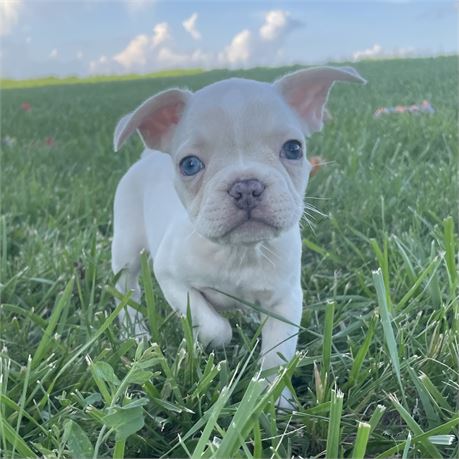 AKC French Bulldog