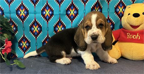 NICE AKC MALE CHARLIE