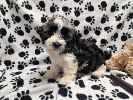 MEESHA'S PRECIOUS LIL BABIES M#1  3.8 LBS