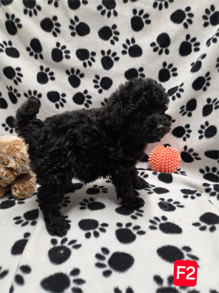 MAYFLOWERS PRECIOUS TOY POODLES F#2   1.8 LBS