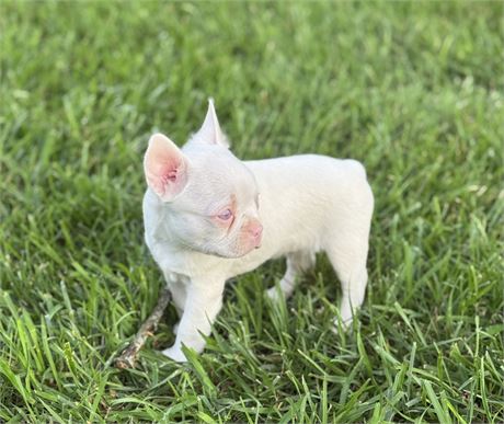 Unique Albino Male