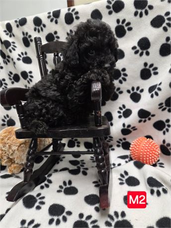 MAYFLOWERS PRECIOUS TOY POODLES M #2   2.0 LBS