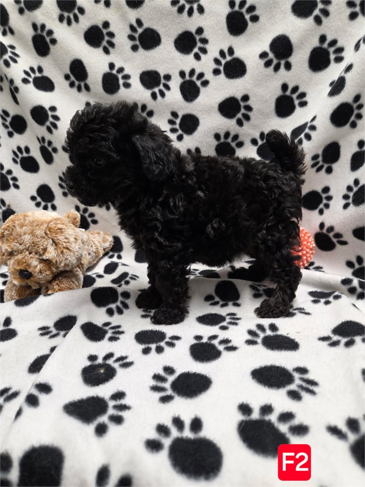 MAYFLOWERS PRECIOUS TOY POODLES F#2   1.8 LBS