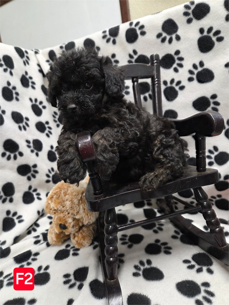MAYFLOWERS PRECIOUS TOY POODLES F#2   1.8 LBS