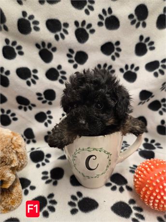MAYFLOWERS PRECIOUS TOY POODLES F#1 1.2 LBS