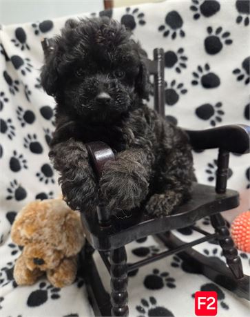 MAYFLOWERS PRECIOUS TOY POODLES F#2   1.8 LBS
