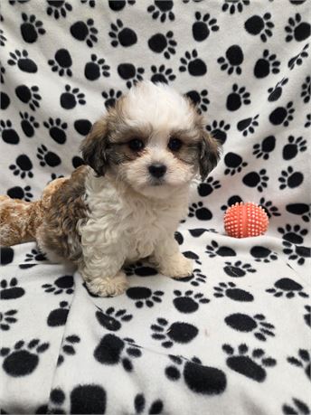 MEESHA'S PRECIOUS LIL BABIES F#1  2.8 LBS