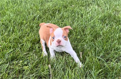 Adorable Boston Female