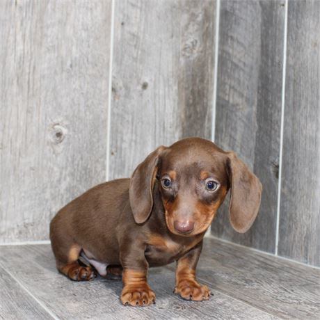 26117-03 Dachshund