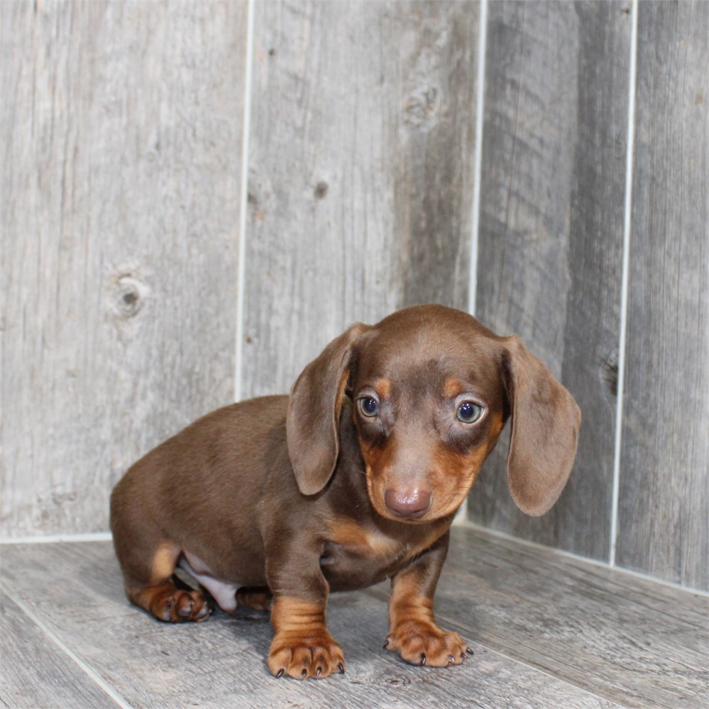 26117-03 Dachshund