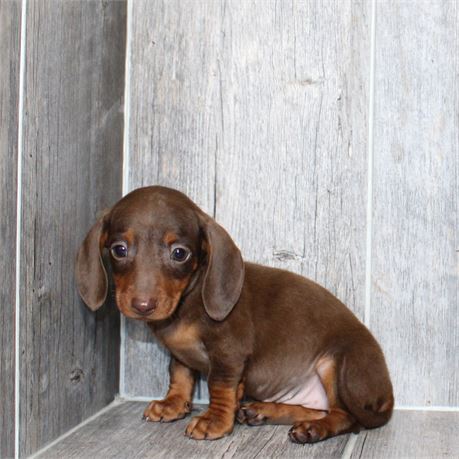 26117-06 Dachshund