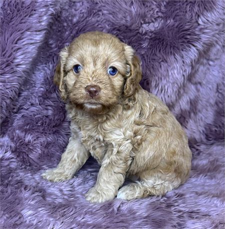 ACHC Female Cockapoo