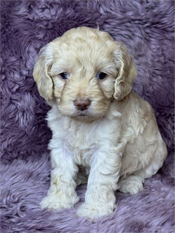 ACHC Female Cockapoo