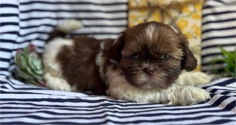 AKC Johnny