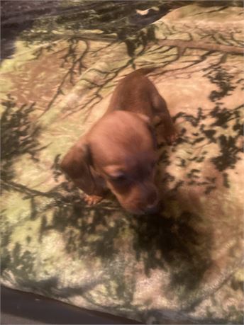 Red Tiny Short Hair Female