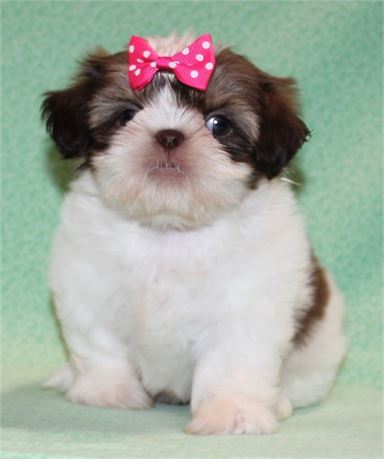 Precious Shih Tzu Female
