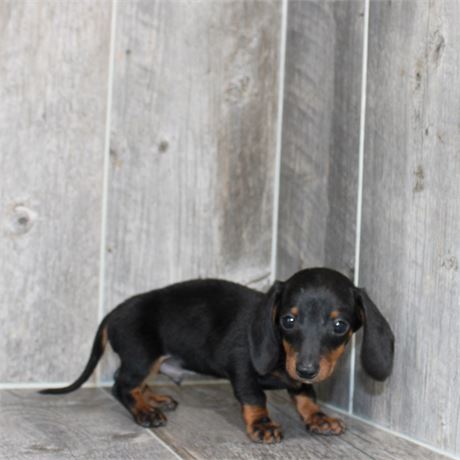 26117-01 Dachshund