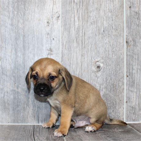 26118-02 Puggle