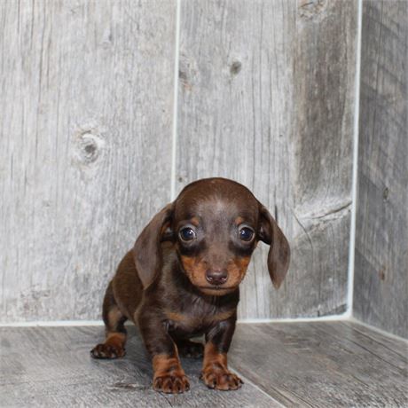 26117-05 Dachshund