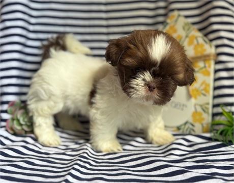 AKC Jake