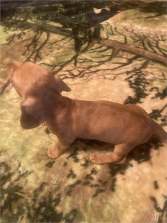 Red Tiny Short Hair Female