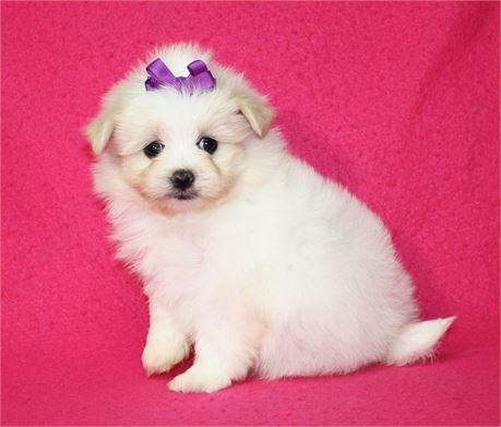 Millie's F Pomatese