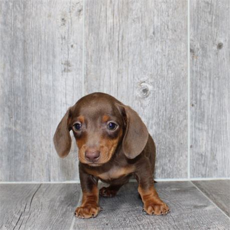26117-02 Dachshund