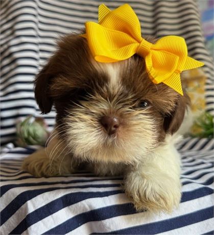 AKC Jenni