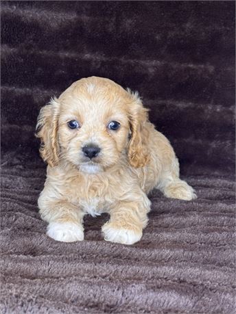 ACHC Male Cockapoo