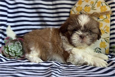 AKC Joby