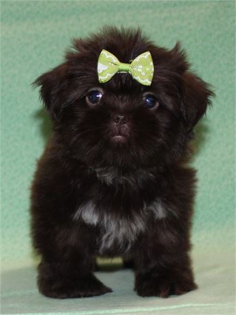 Beautiful Shih Tzu Female