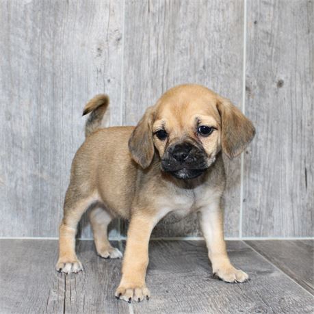 26118-04 Puggle