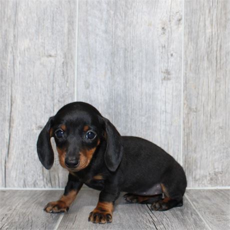 26117-04 Dachshund
