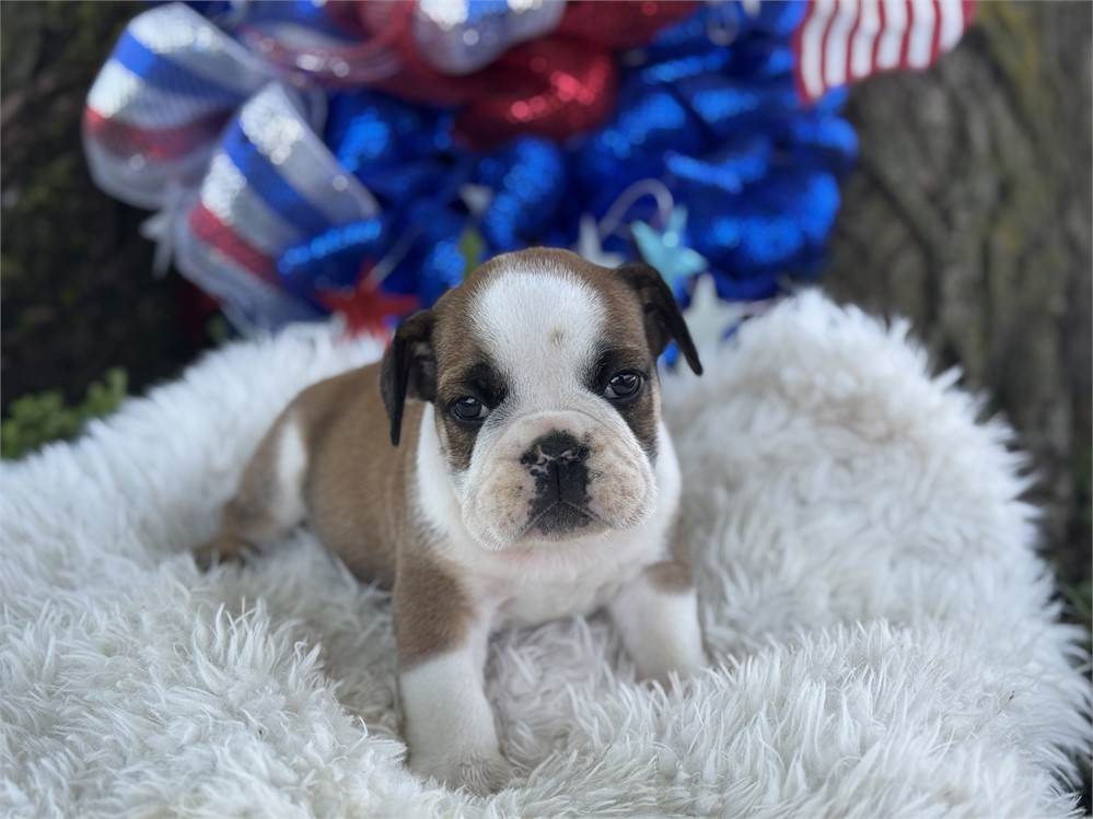 English Bulldog - Webber