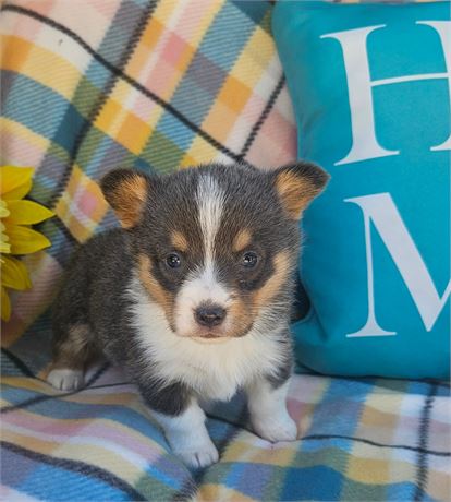 Adorable Guy - #2442